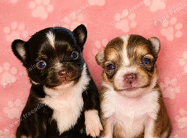 Long haired chihuahua