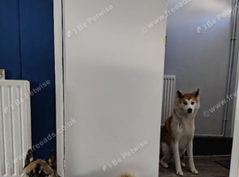 1 year old male Huskita for sale.