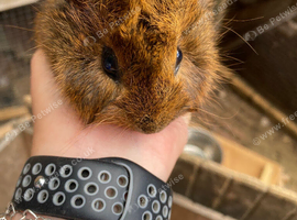 2 male Guinea pigs for sale