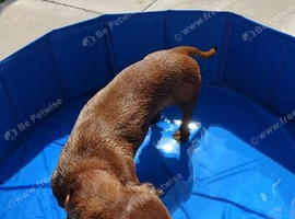 dacshound for sale  female