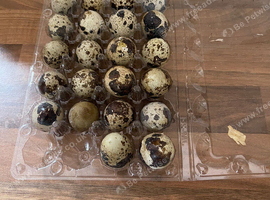 Coturnix quail 9 females 1 male. Few months old laying well