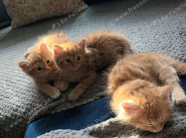 Ginger flyfee kittens