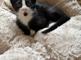 Gorgeous, Vet-Checked Black & White Male Kitten with Unique "Beard"