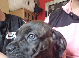Beautiful pups ready for there new homes