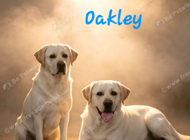 KC Reg Proven Labrador Stud Dog