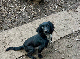 Beautiful Black & Blue roan Sprocker Bitch