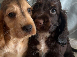 Show cocker spaniels ready for new homes