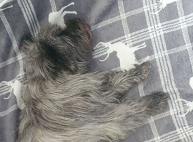 Kc registered Cairn Terrier puppies