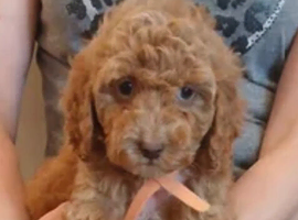 Red cockapoo