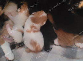 6 beautiful kittens