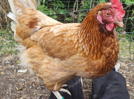 Hens wanted