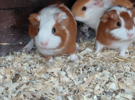 Baby male guinea pigs