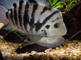 Longfin Convict cichlids Stunning Breeding pair in Wandsworth area