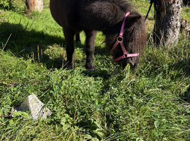 5 year old Shetland mare