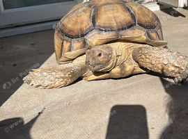 4 year old male