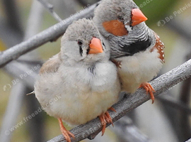 Stunning pair of zebra finches