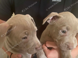 Staffie puppys
