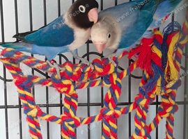 Lovely pair of love birds