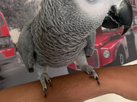 Hand tame African grey parrot