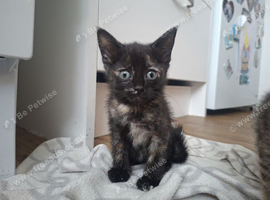 4 GORGEOUS KITTENS LEFT.