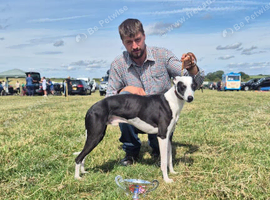 Non kc whippet up for stud