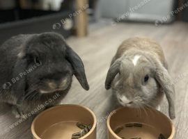 Two mini lops for sale