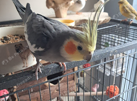 Male cockatiel