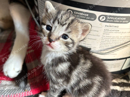 Gorgeous kittens for sale