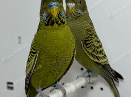 Green Black face Budgies for sale