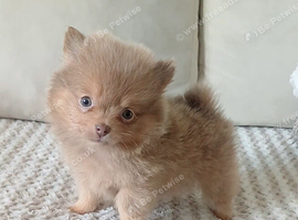 Last girl pomeranian!