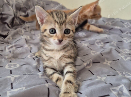 Beautiful Tabby Kittens Looking for Loving Homes