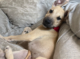Sandy male pup