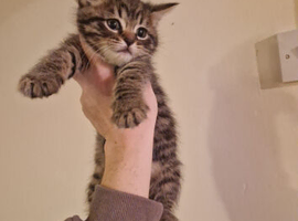 Beautiful kittens
