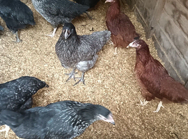 Point of Lay Hunted Hens