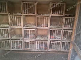 Pigeon stuff very cheap look in description