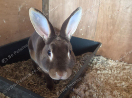 Beautiful Mini Rex Baby Bunnies &ndash; 4 Stunning Babies &ndash; Ready 1st August