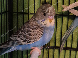 Baby budgies