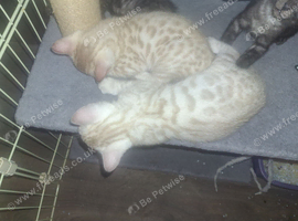 Bengal babies looking for their forever homes