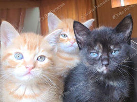 KITTENS LOOKING FOR LOVING HOMES