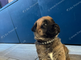 beautiful shepkita puppies