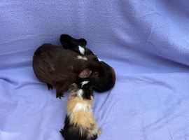 Boy guinea pigs