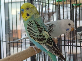 Pair of young budgies