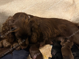 Cocker spaniel