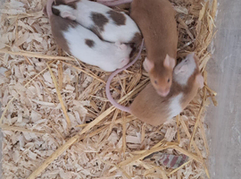 Male pet mice