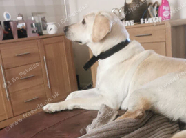 7 year old yellow lab