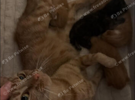 Ginger males