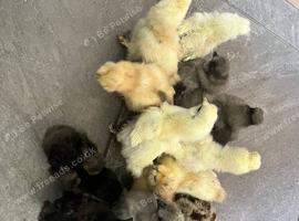 Silkie chicks