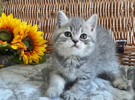 (1 BOY LEFT)BEAUTIFUL TEDDY BEARS (READY FRIDAY)