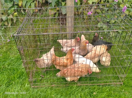 14 hen & 1 cockerel for sale