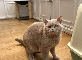 British shorthair lilac